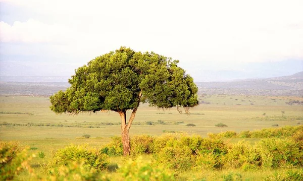 Tree in the open land