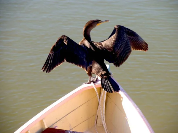 Seagull Standing Boat — Foto de Stock