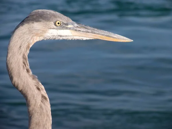 Zoomed eye view of Crane bird