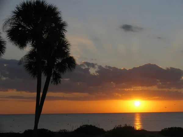Palm trees on the shore during sunset