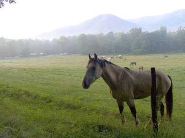 Horse grazing in the grass area