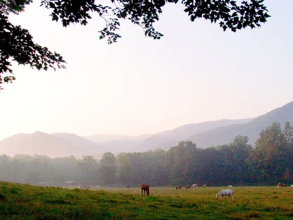 Horses grazing in the mountain region