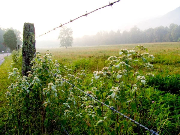 Simple flowering plants on the fence