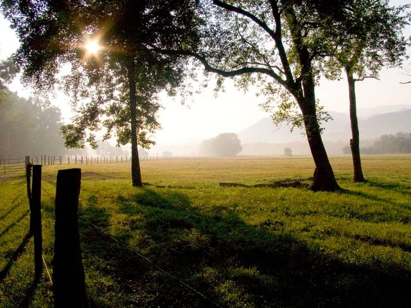 Sun rays passing through the tree