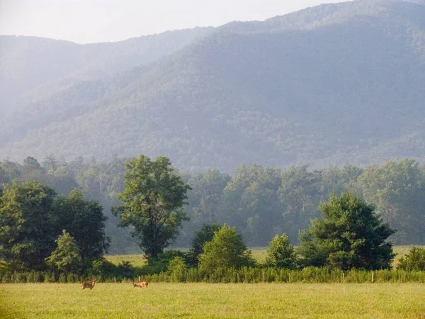 Fog in the mountain region