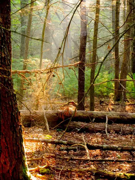 Morning sun rays falling in the thick forest