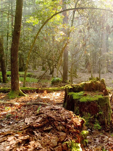Morning sun rays falling in the thick forest