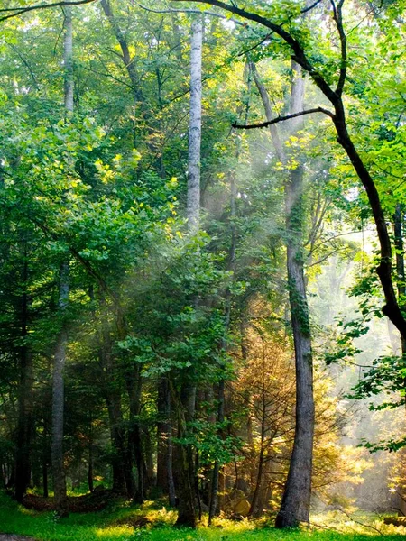 Morning sun rays falling in the thick forest