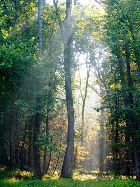 Raios Sol Manhã Caindo Floresta Espessa — Fotografia de Stock