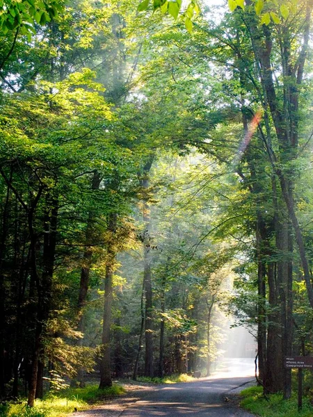 Morning sun rays falling in the thick forest