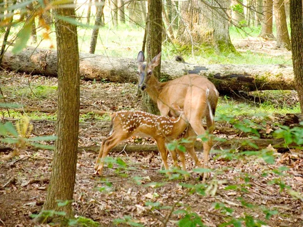 A little fawn drinking milk from the mother deer
