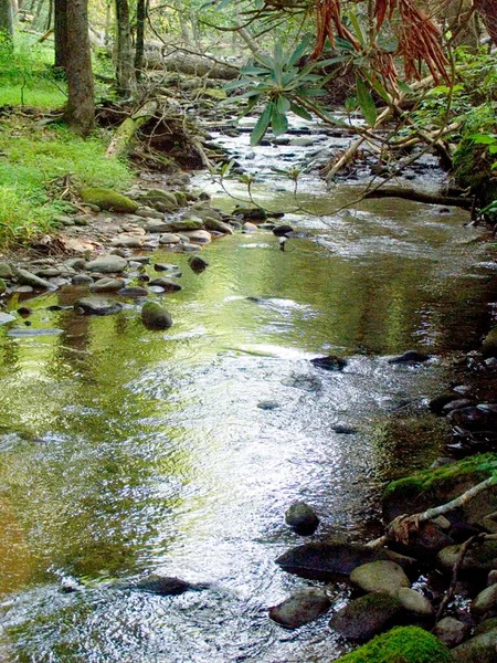 A small river stream flowing in the middle of the forest