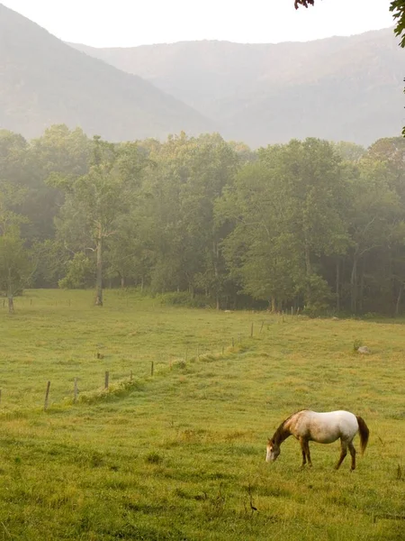 Horse grazing in the grass area