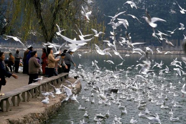 Thousands of birds flying at once in a sanctuary