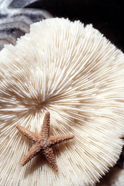 Star fish on a coral reef in deep sea