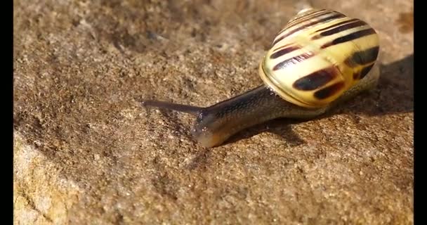 Große Schnecke Kriecht Auf Einem Stein — Stockvideo