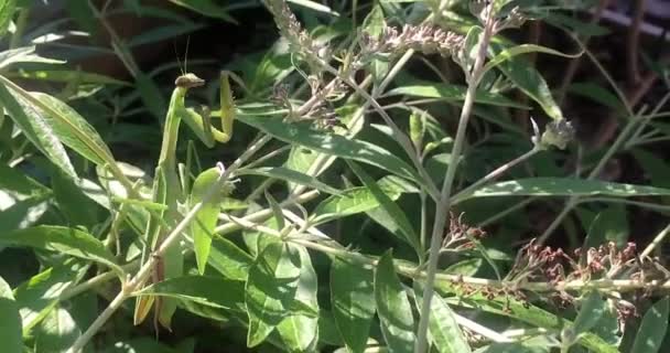 植物を登るバッタのような葉 — ストック動画
