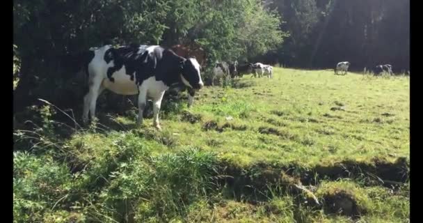 Groupe Vaches Broutant Dans Région Montagneuse — Video