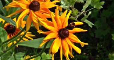 Büyük bir ayçiçeğinin üzerinde duran kelebek