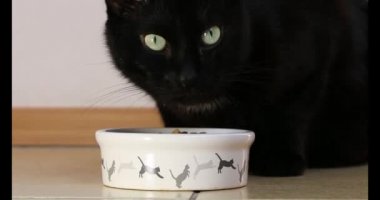 Büyük siyah kedi yemeğini yiyor.
