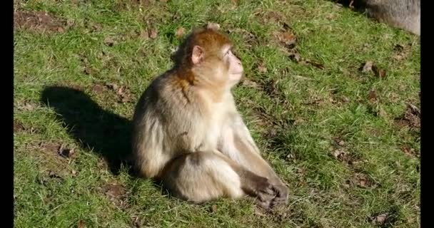 Grande Scimmia Seduta Sull Erba — Video Stock