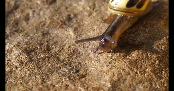 Caracol Grande Arrastrándose Sobre Una Piedra — Vídeo de stock