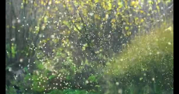 Хвилинні Пилкові Зерна Течуть Повітрі — стокове відео