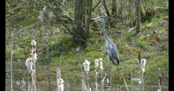 Pájaro Grulla Gigante Caminando Bosque — Vídeos de Stock