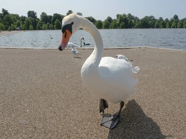 Gölünde beyaz bir kuğu