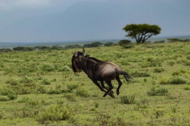 wildebeest running on grass in natural environment  clipart