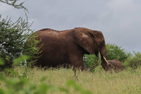elephant eating green grass in savanna 
