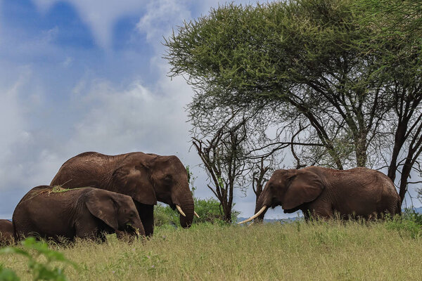 group of elephants standing near trees in savanna 