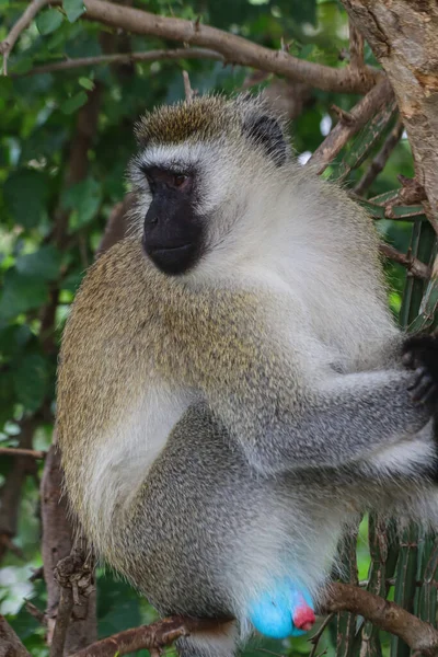 wild monkey on tree in natural environment 