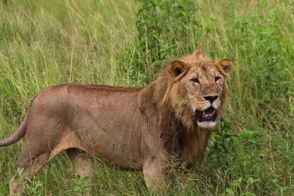 León Salvaje Pie Césped Herboso Entorno Natural — Foto de Stock