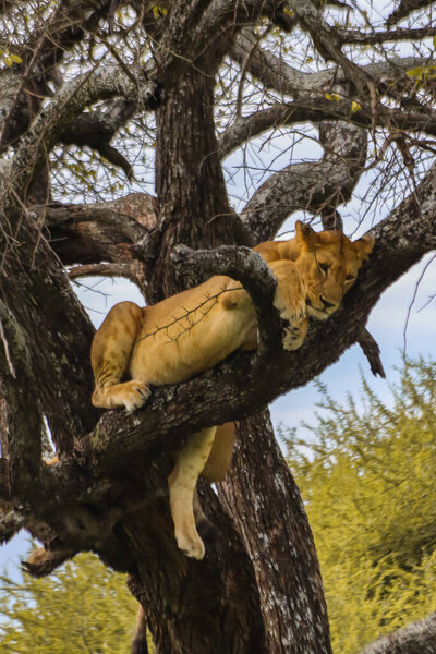 wild lioness on tree in natural environment 