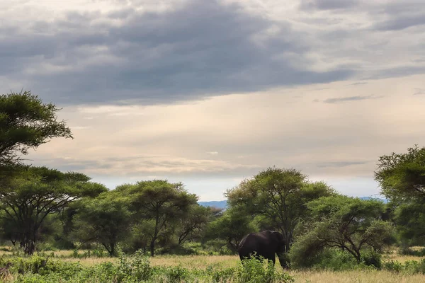 Elefante Caminando Cerca Árboles Verdes Sabana — Foto de Stock