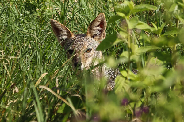 wild coyote looking at camera through green leaves