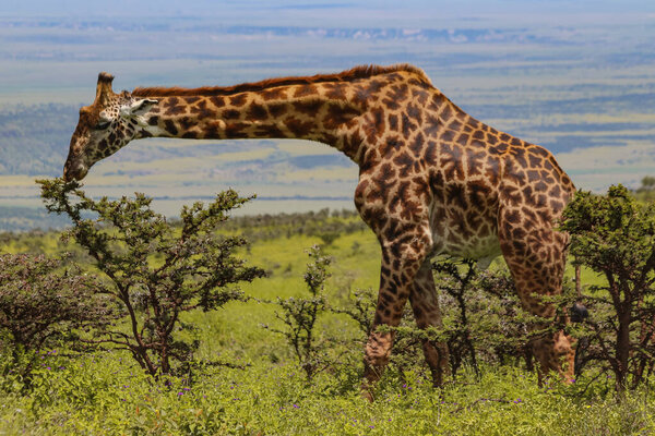 giraffe standing and eating green leaves on tree in savanna 