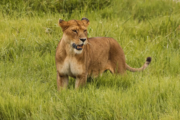 wild lioness with open mouth standing outdoors in natural environment 