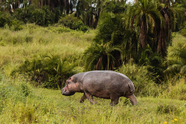 large hippopotamus walking on green grass in natural environment 