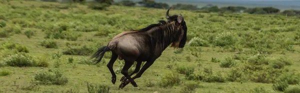 Ñus Corriendo Sobre Hierba Entorno Natural Bandera —  Fotos de Stock