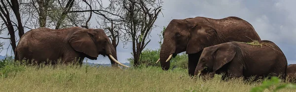 Gruppo di elefanti in piedi vicino agli alberi in savana, striscione — Foto stock