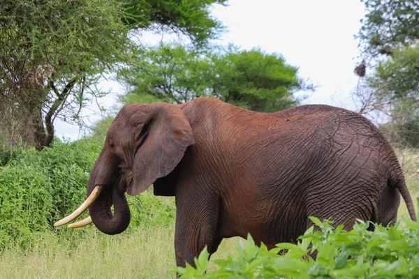 Elefante in piedi vicino a alberi verdi in savana — Foto stock