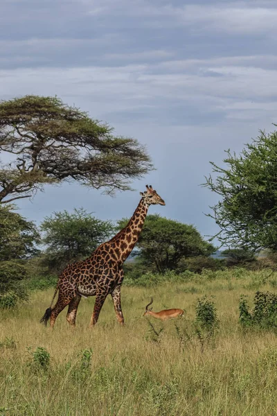 Große Giraffe läuft in Savanne in der Nähe einer Antilope — Stockfoto