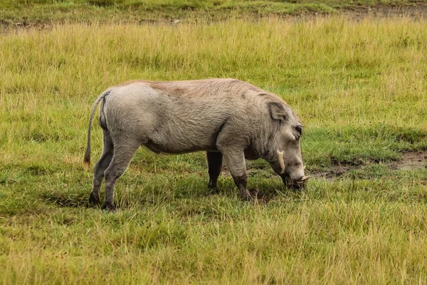 Warthog selvagem farejando grama verde na savana — Fotografia de Stock