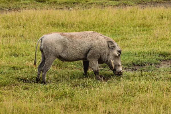 Facocero selvatico annusare erba verde in savana — Foto stock