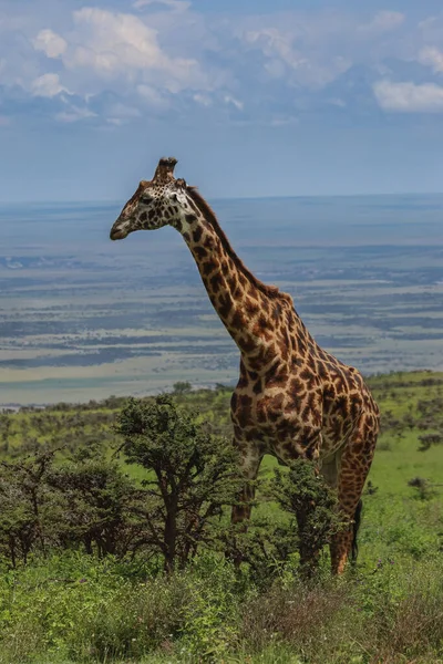 Tall giraffe standing near green trees against blue sky — Stock Photo