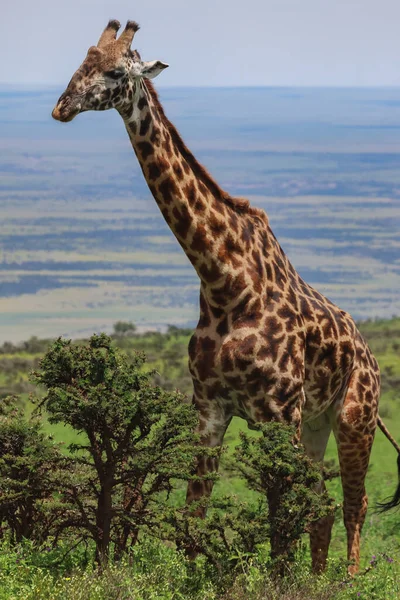 Giraffe steht neben grünen Bäumen vor blauem Himmel — Stockfoto