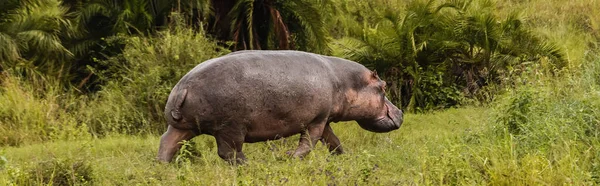Grande hipopótamo andando na grama verde em ambiente natural, bandeira — Fotografia de Stock