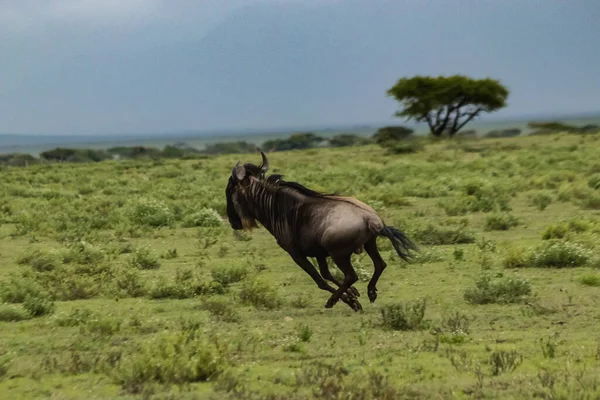 Gnus correndo na grama em ambiente natural — Fotografia de Stock